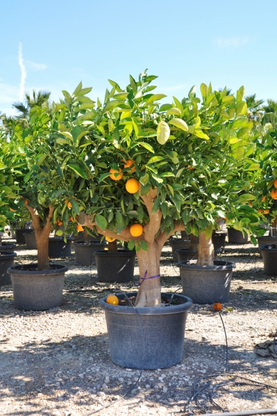 Orangenbaum (Spanische Orange)