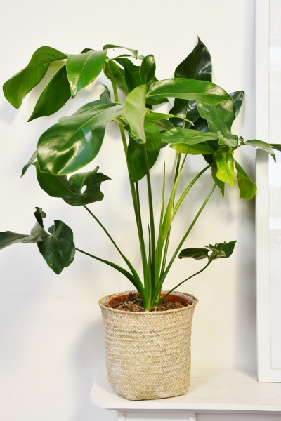 Philodendron &#039;Green Wonder&#039;