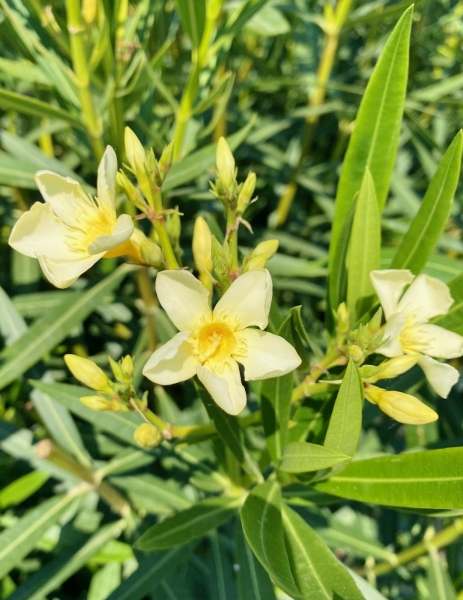 Oleander (weißgelb) XXL Isola di Capri