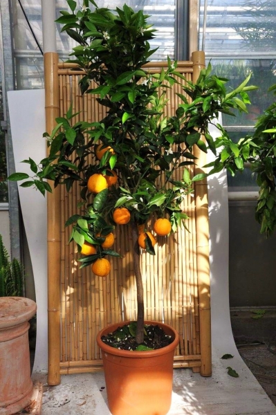 Orangenbaum aus Italien