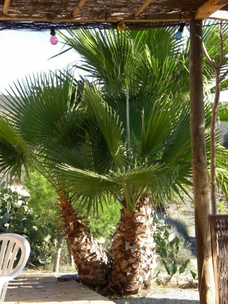 Petticoat-Palme (Mexikanische Washingtonpalme)