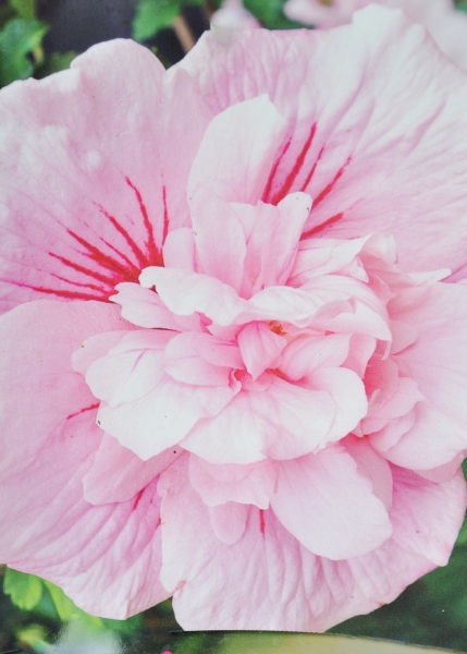 Echter Roseneibisch (Hibiscus) Pink Chiffon