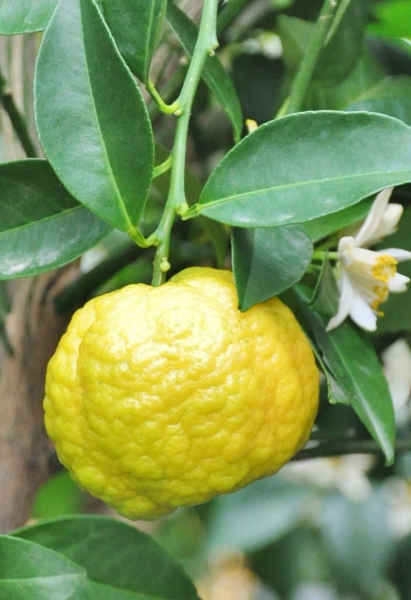 Limettenbaum (Römische Limette) Pursha