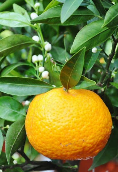 Italienischer Mandarinenbaum