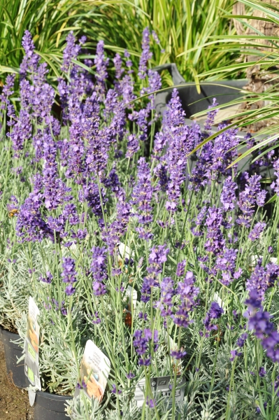 Lavendel (echter Lavendel) Hidcote
