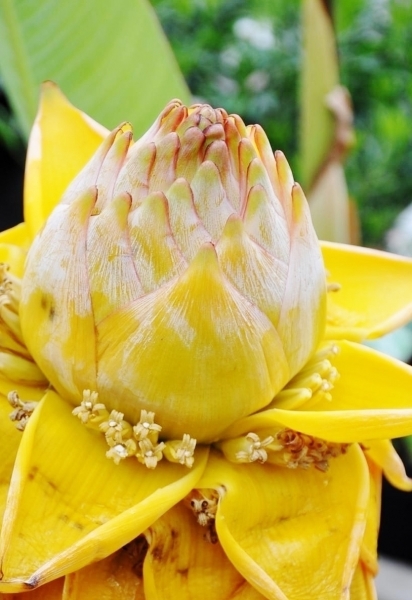 Bananenstaude (Goldene Lotus Banane)