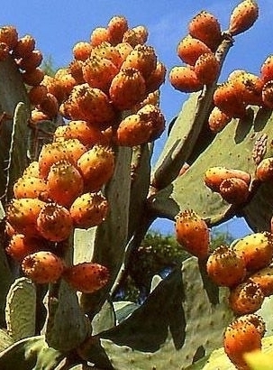 Kaktus (Feigenkaktus)
