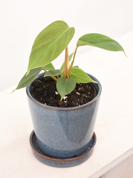 Mini Philodendron Nangaritense