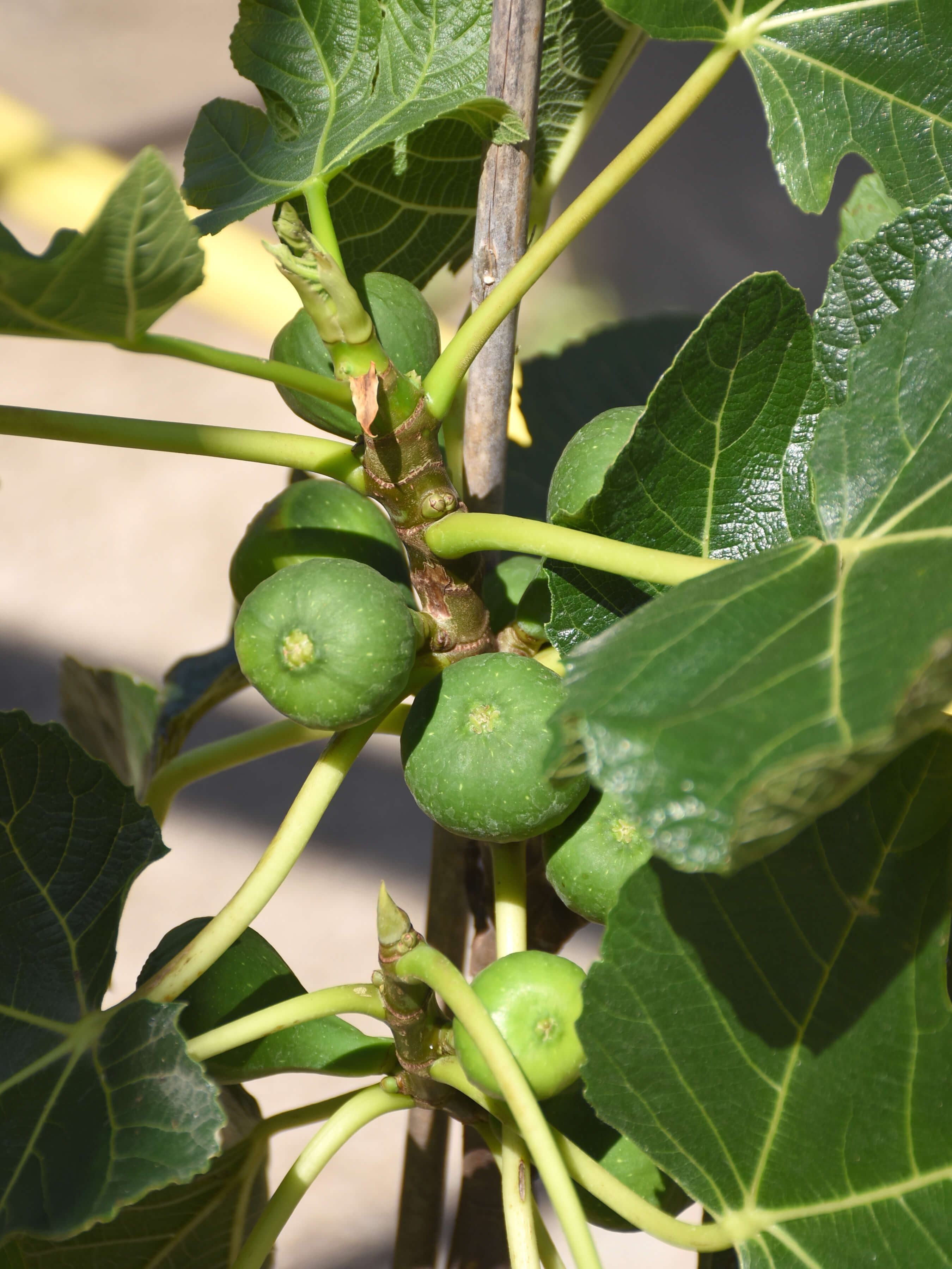 Ficus carica ‚Noire de Bellone' kaufen