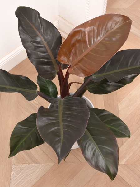 Philidendron erubescens 'Imperial Red'