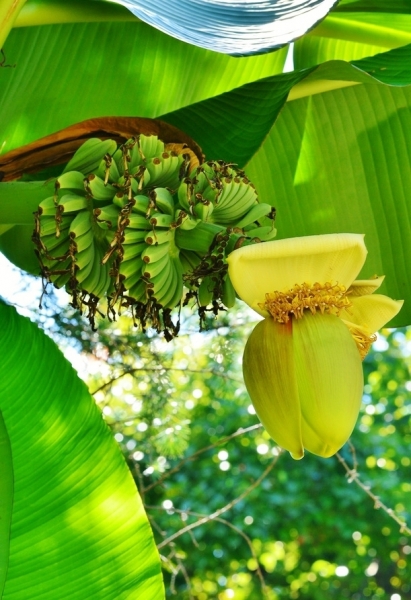 Bananenstaude (frostverträglich)