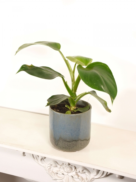 Philodendron Green Wizard