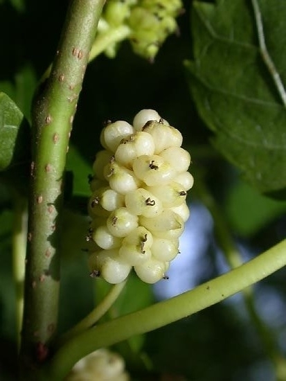 Weißer Maulbeerbaum 'Dolce Vita'