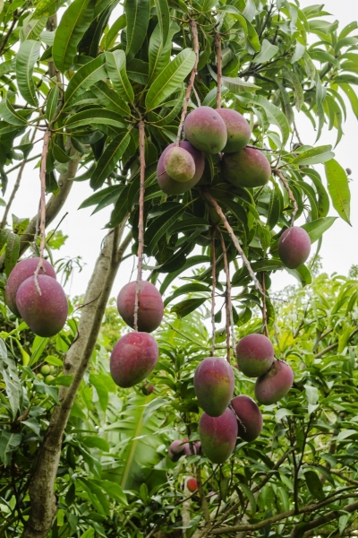 Mango-Baum