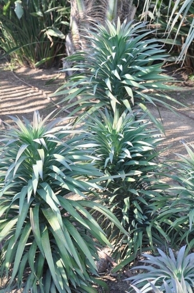 Graue Palmlilie 35-45cm Topf 14x14cm Yucca Aloifolia 