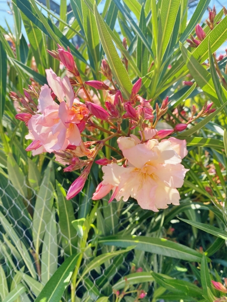 Oleander Provence (Fostresistent)