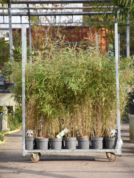 Pflanzenmix Bambus - Restposten