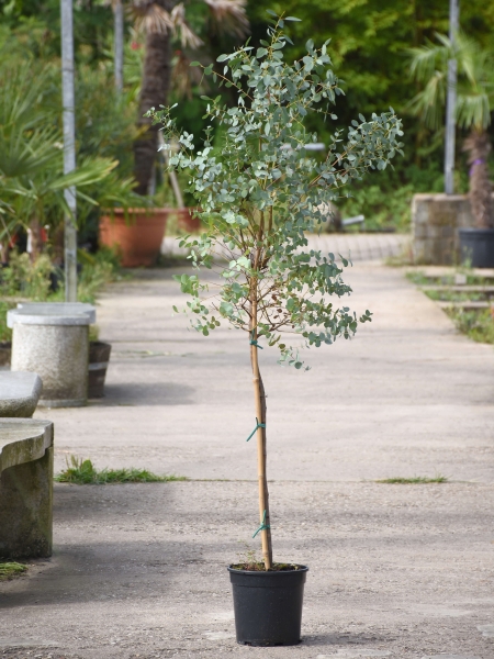 Eucalyptus (Blaugummibaum) Hochstamm