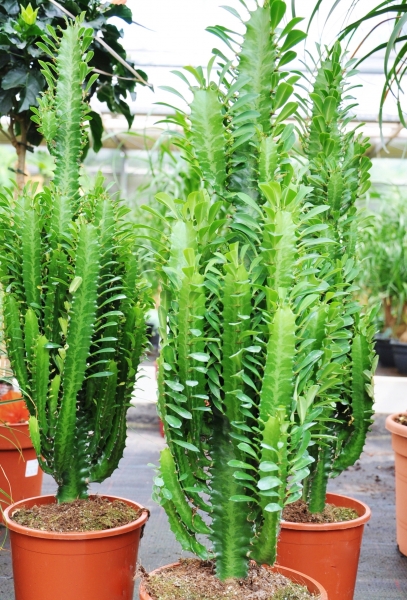 Wolfsmilch (Euphorbia) grün