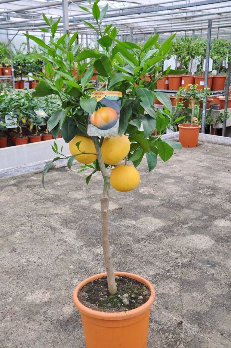 Zitrus Pflanze 70-90cm Pampelmuse Citrus paradisi 'Pompelmo' Grapefruit 