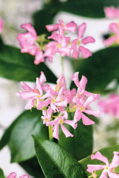Sternjasmin (Trachelospermum) Pink Air