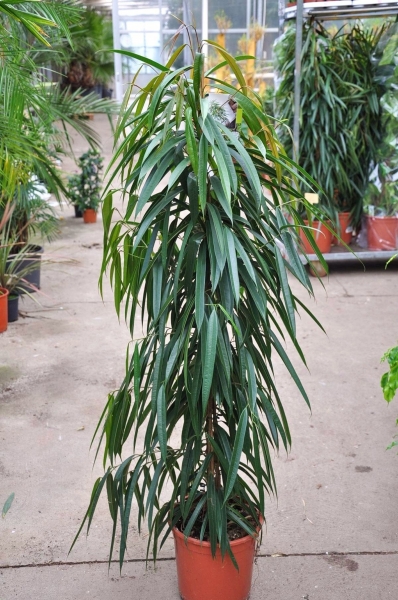 Ficus (Oleanderfeige) Alii