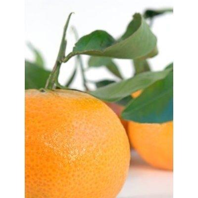 Mandarinenbaum Sorte Marisol 