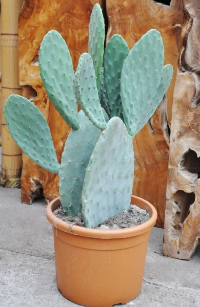 Kaktus (Echter Feigenkaktus)