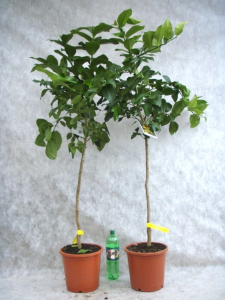 Zitronenbaum (Eureka)