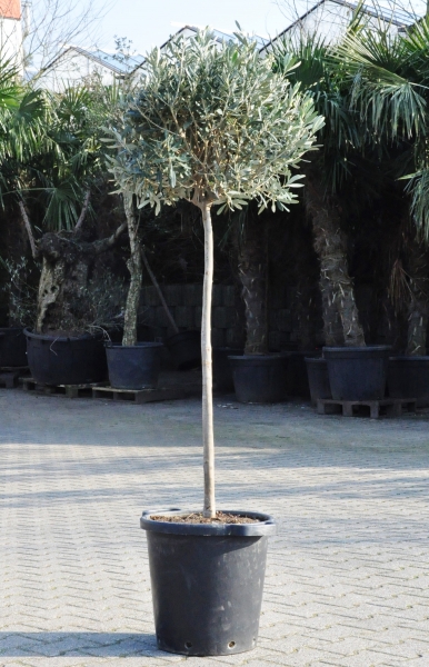 Olivenbaum (Hochstamm)