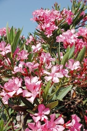 Oleander (rosa) groß