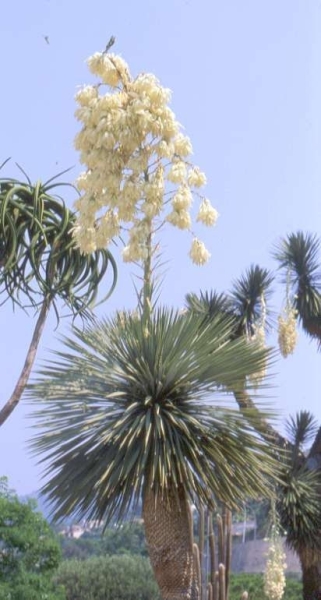 Yucca rostrata (Palmlilie)