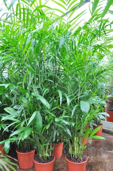 Bambuspalme - Chamaedorea Seifrizii