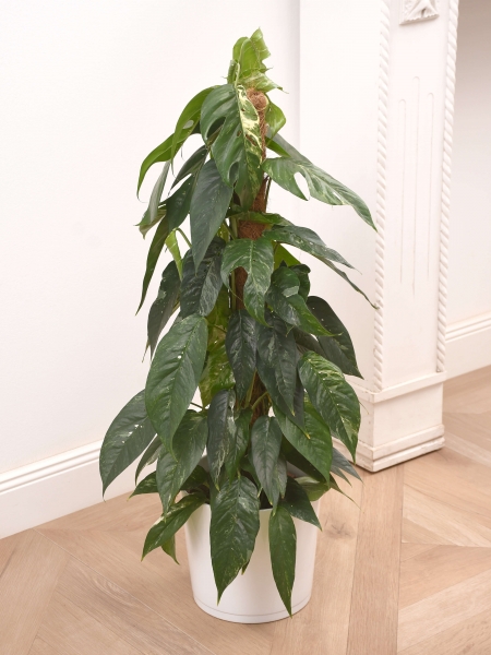 Epipremnum pinnatum variegata am Moosstab