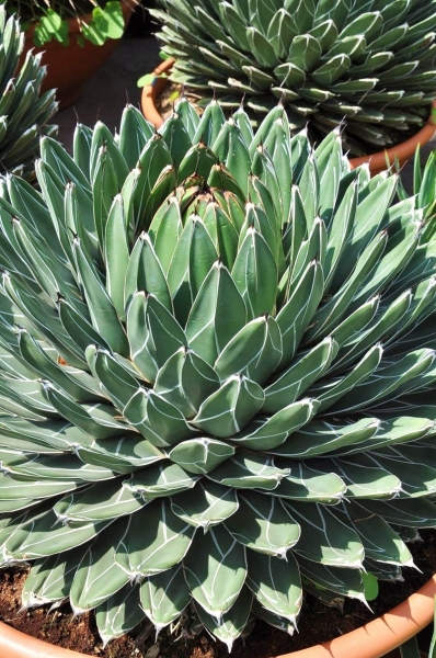 Agave (Queen Victoria Agave)