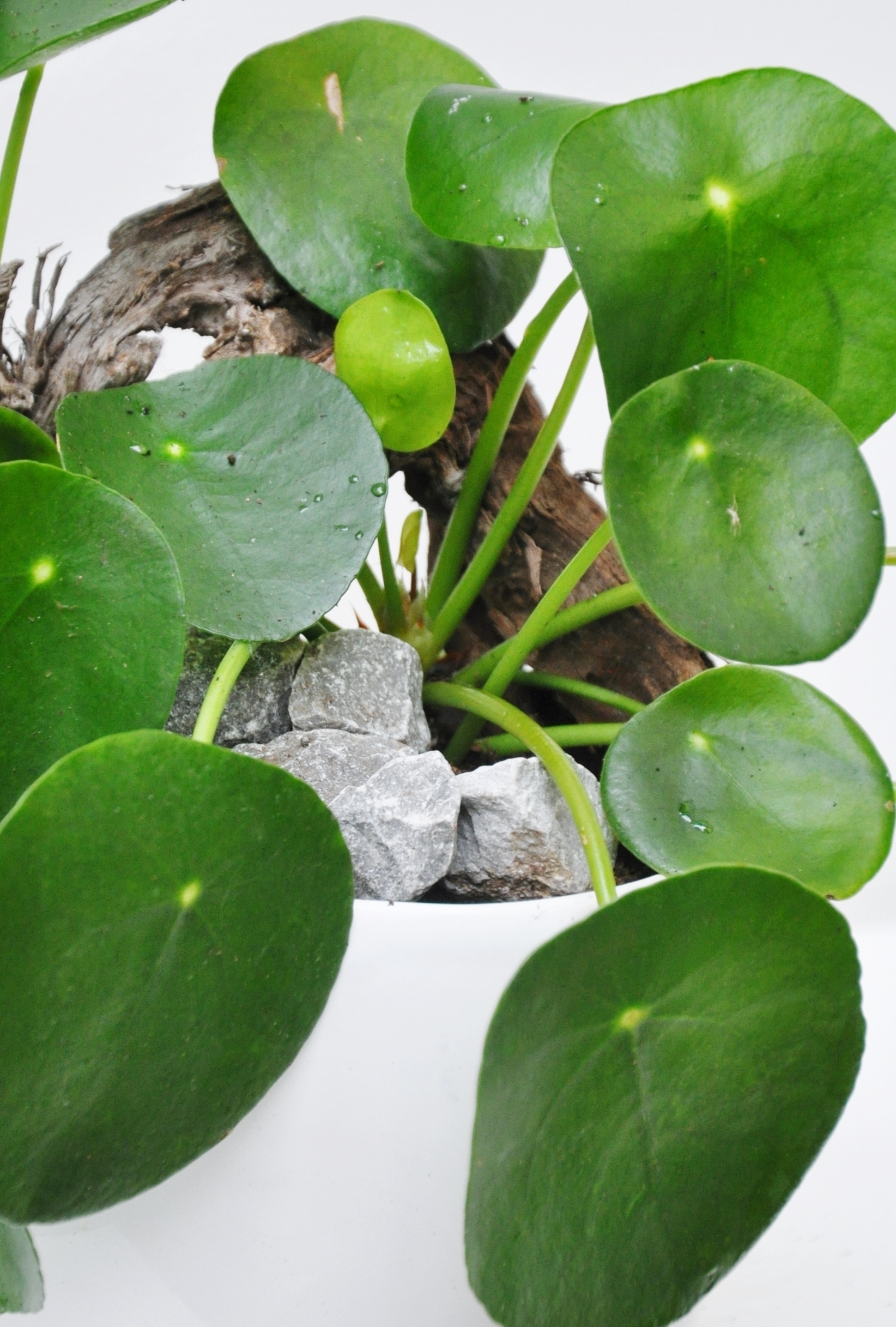 Chinesischer Geldbaum Gl/ückstaler, Zimmerpflanze, im 17cm Topf Pilea peperomioides