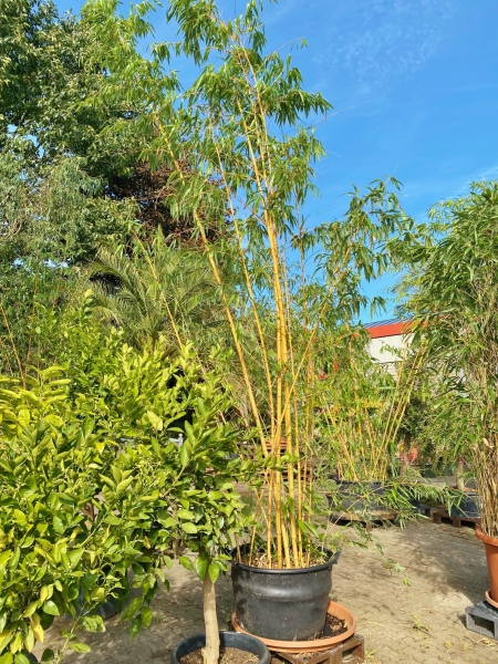 Bambus (Zauberbambus)