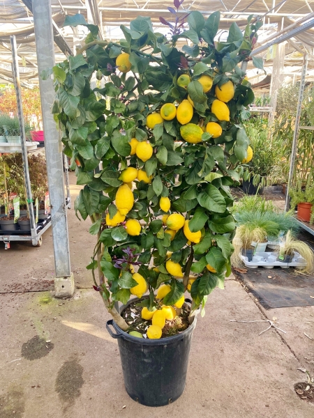 Zitronenbaum aus Italien - Spalier