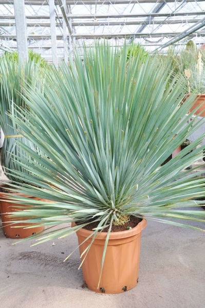 Yucca (Palmlilie) Freilandware Sonderpreis