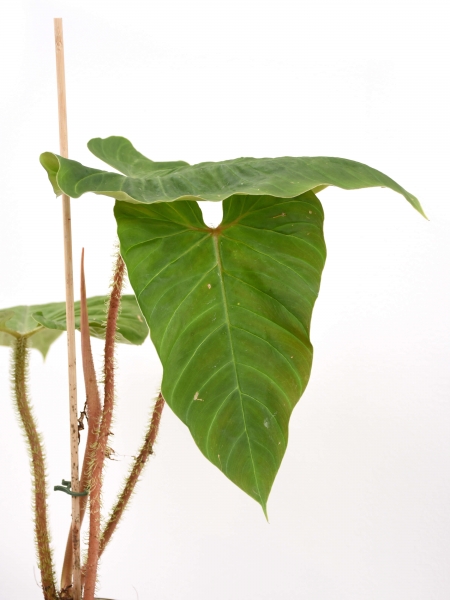 Philodendron serpens x Philodendron verrucosum