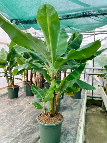 Bananenstaude (Zwerg-Essbanane)