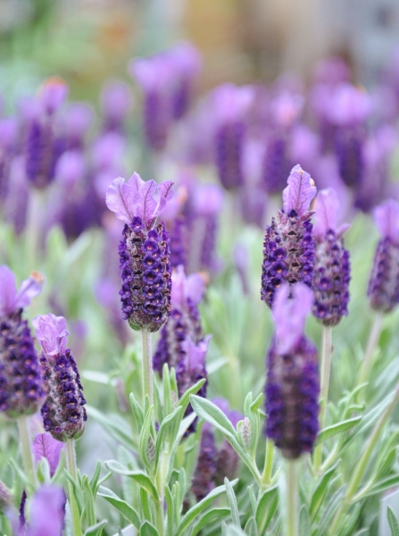 Lavendel (Schopflavendel Anouk)