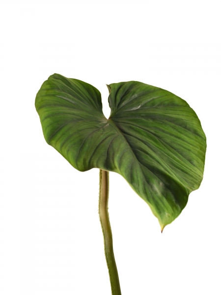 Steckling Philodendron Plowmanii