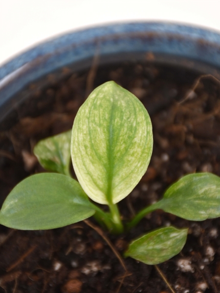 Mini Spathiphyllum Sensation variegata