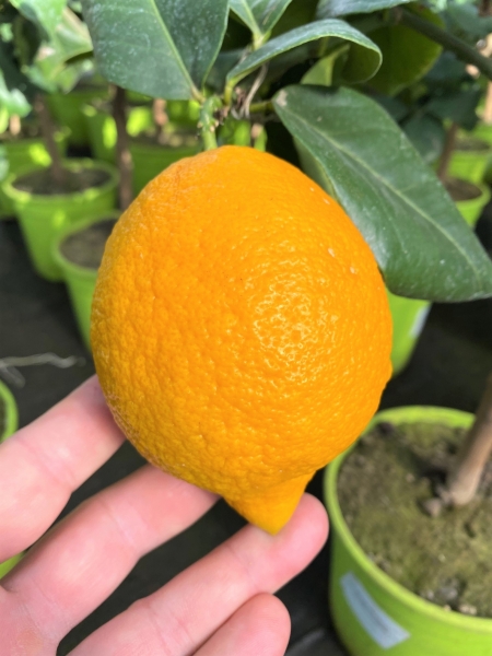 Citrus-Limone-Arancio (Zitrone-Orange) Kreuzung