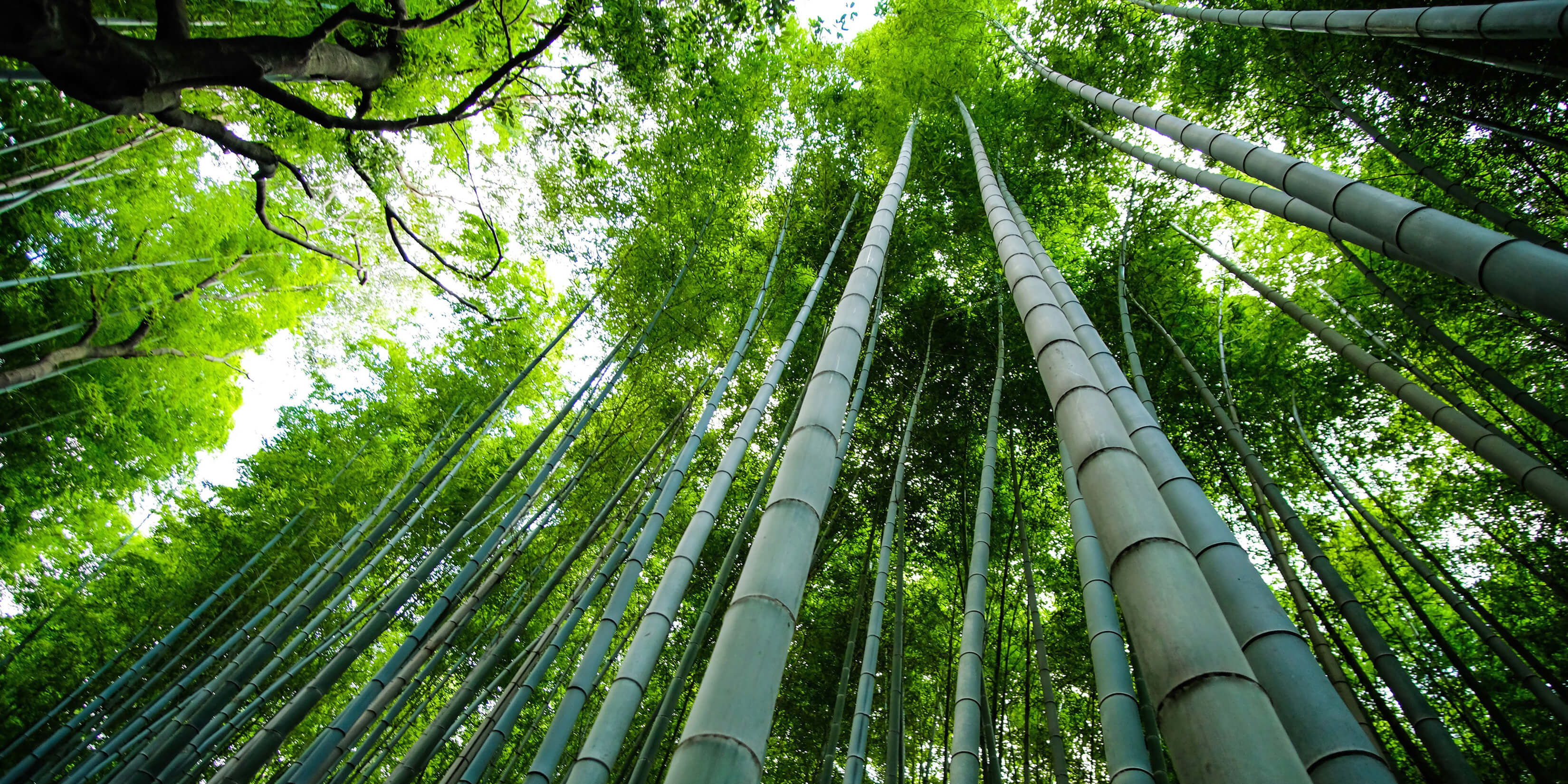 Bambus-Fakten-02
