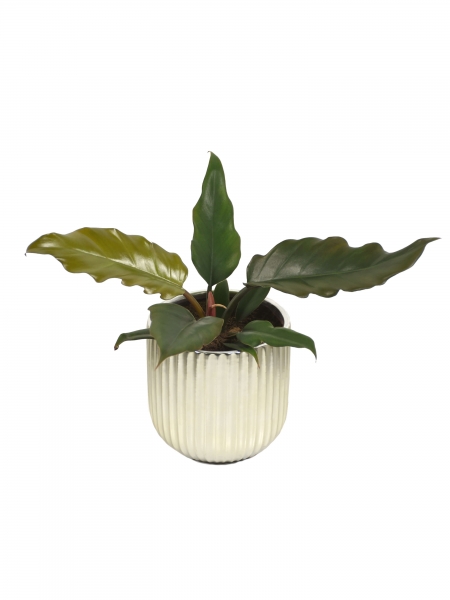Philodendron Saw