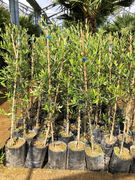 Olivenbaum (Moraiola) bis -20°C frostverträglich