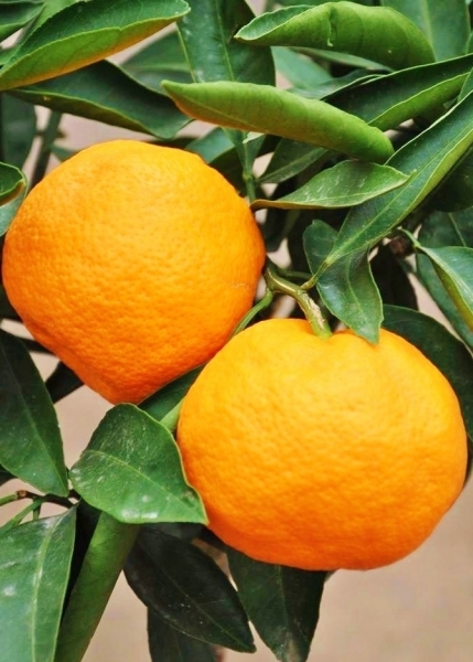 Mandarinenbaum (Satsuma)
