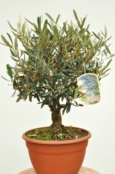 Olivenbaum (veredelt) in Schale